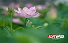 湖南道县：夏日荷香