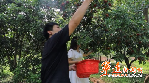 宁远中和镇：7000多亩杨梅丰收2_副本500.jpg
