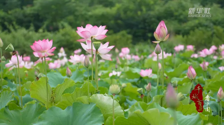 千城百县看中国｜湖南双清：盛夏将至寻荷去