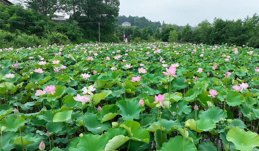 千城百县看中国｜湖南双清：盛夏将至寻荷去