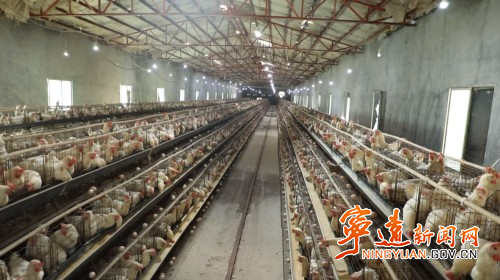 寧遠(yuǎn)：科技賦能“智”造蛋雞鴨產(chǎn)業(yè)1_副本500.jpg