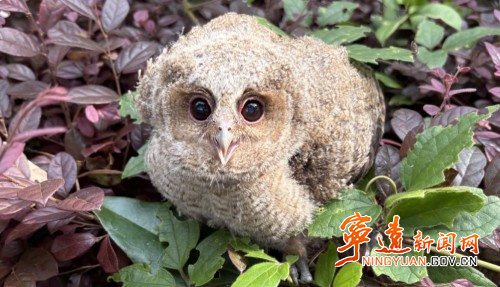 寧遠：愛心接力救助受傷動物領角鸮1_副本500.jpg