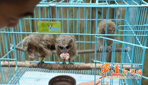 寧遠：愛心接力救助受傷動物領角鸮2_副本500.jpg