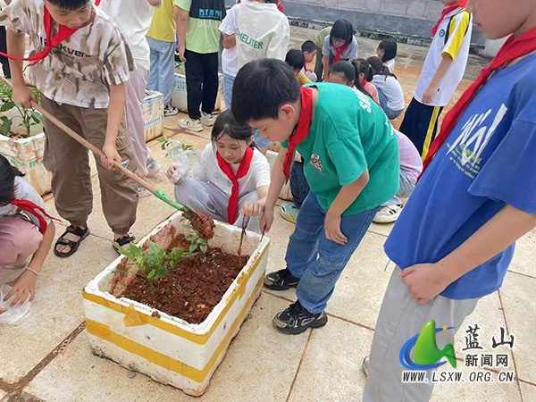 赤蓝桥小学：天台辣椒喜丰收，劳动教育结硕果.jpg
