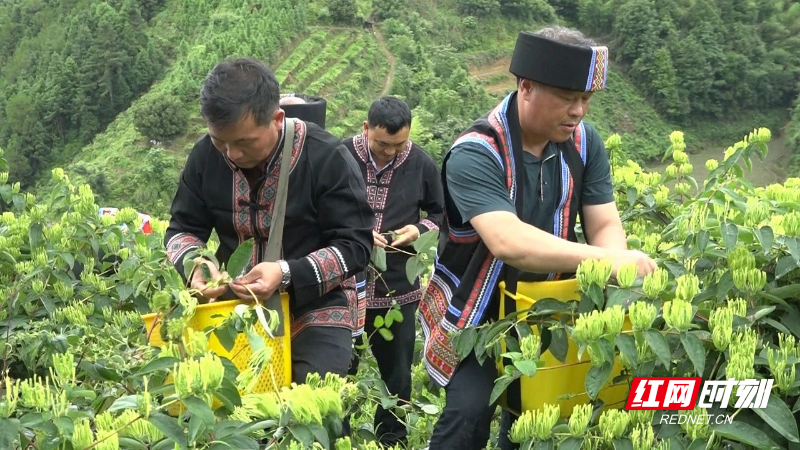 微信图片_2025-06-13_101741_455.png