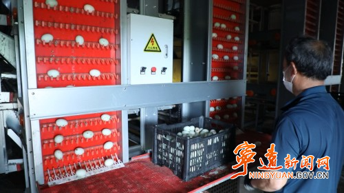 宁远：科技赋能“智”造蛋鸡鸭产业3_副本500.jpg