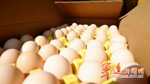 宁远：科技赋能“智”造蛋鸡鸭产业2_副本500.jpg