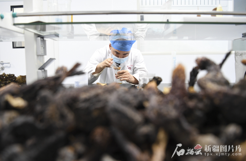 在沙漠周围看新疆丨沙漠植物变成了“宝贝 - 护