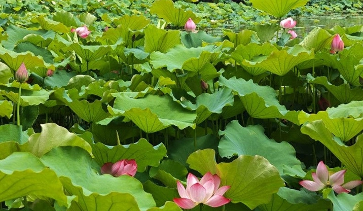 组图｜长沙年嘉湖上荷花开 赏荷打卡正当时