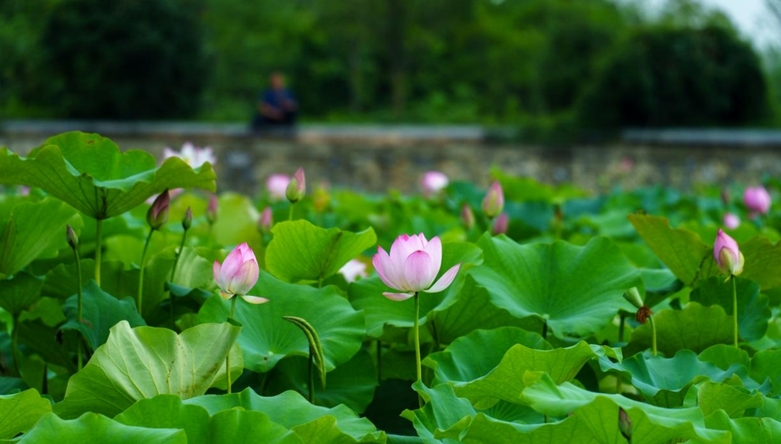 湖湘画卷｜永州冷水滩：夏日荷韵浓