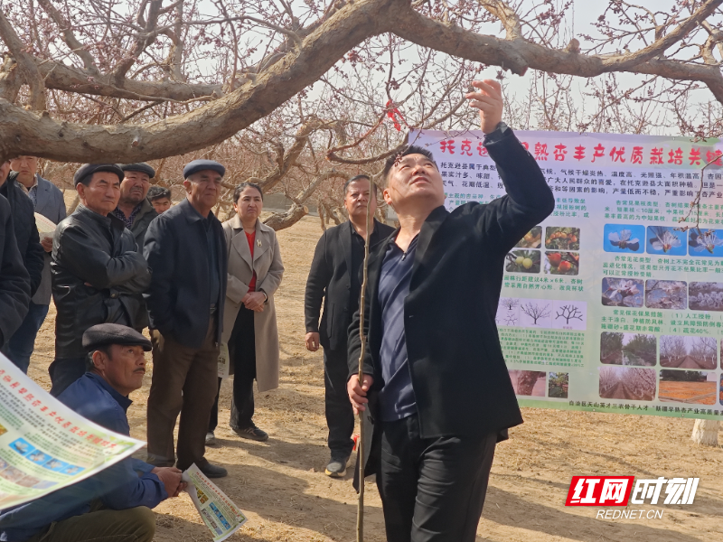 2025年3月16日，新疆农业大学马瑛教授团队在夏镇南湖村开展早熟杏丰产优质栽培关键技术培训。（资料图片）.jpg