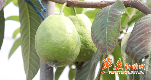 宁远：生态种植结硕果 农旅融合谱新篇_副本500.png