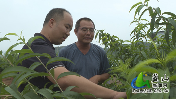 我县专业人才下乡赋能 水果种植焕新机1.jpg