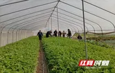 零陵：党建引领 做强蔬菜产业