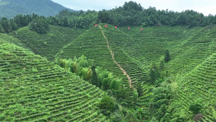 组图丨宜章：夏日茶园风光美