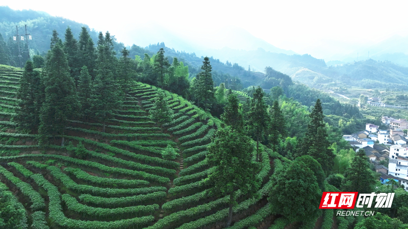 莽山瑶族乡钟家村茶园1_副本.jpg