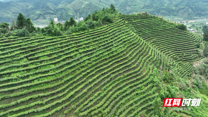 莽山瑶族乡钟家村茶园3_副本.jpg