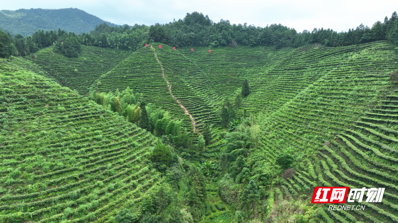 莽山瑶族乡钟家村茶园_副本.jpg