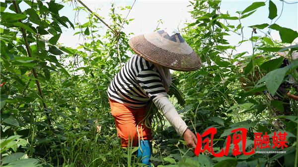 凤凰县新场镇茨岩社区：长豆角与魔芋喜获丰[00_02_04][20250619-094304].jpg