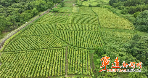 宁远：烤烟丰收季 烟农“赶烤”忙2_副本500.png