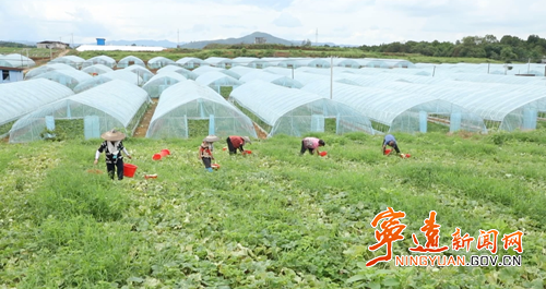 宁远： 特色瓜果丰收绘就乡村振兴新图景2_副本500.png