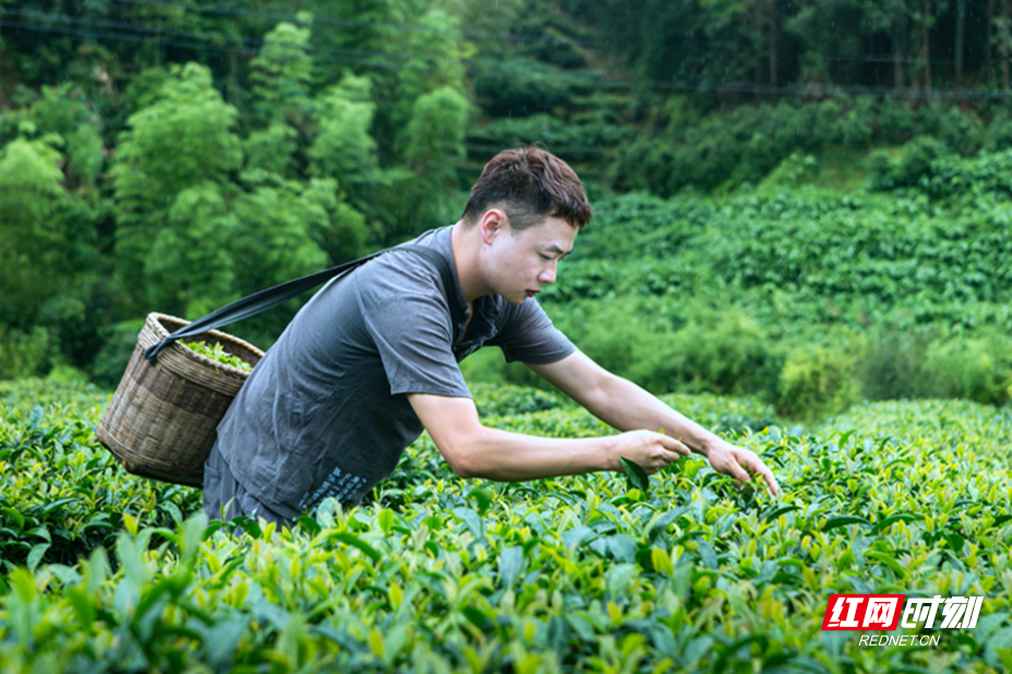 清晨，欧亮煌茶师在桂东县高山茶园里采摘鲜叶（扶任飞摄）.jpg