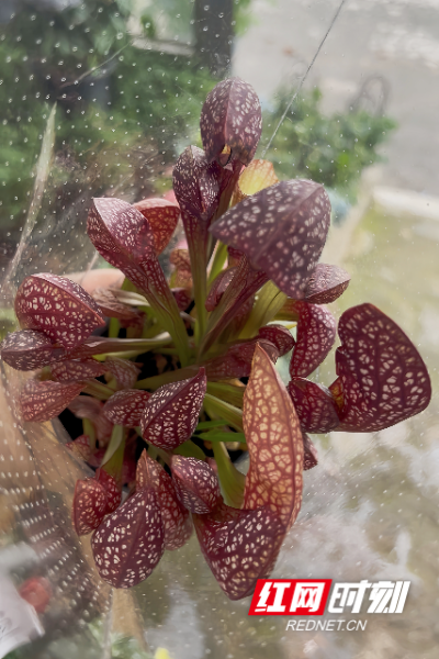 瓶子草.jpg