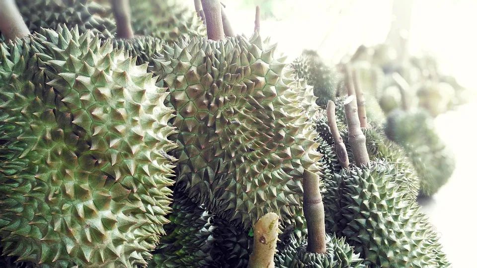 durian-fruit-2483438_960_720.jpg