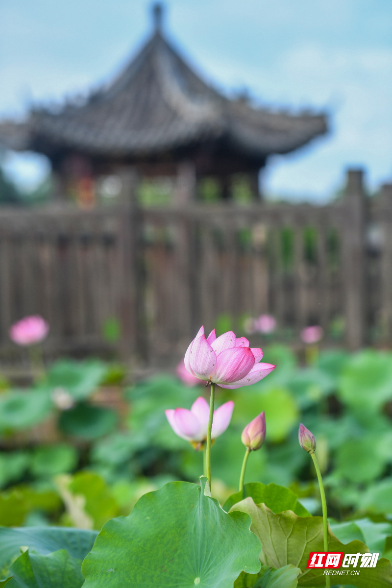 DSC_8188 拷贝.jpg