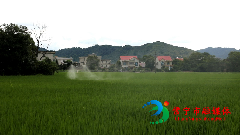 双抢11.jpg