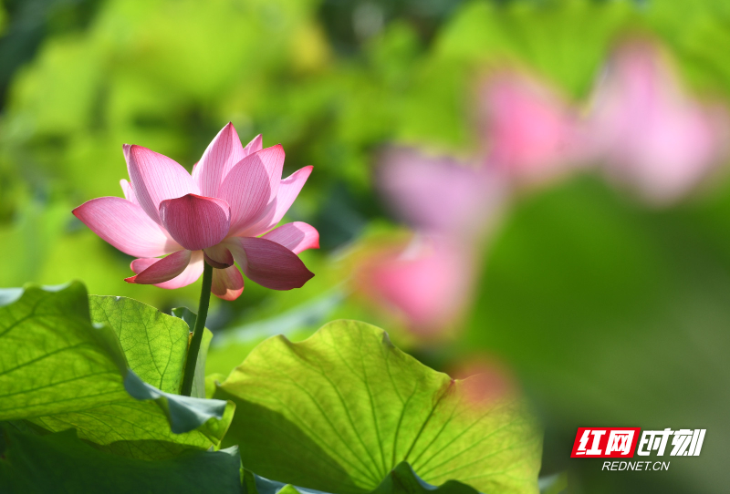 DSC_8233 拷贝.jpg