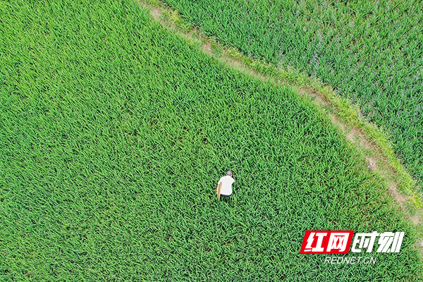 DJI_0339.jpg