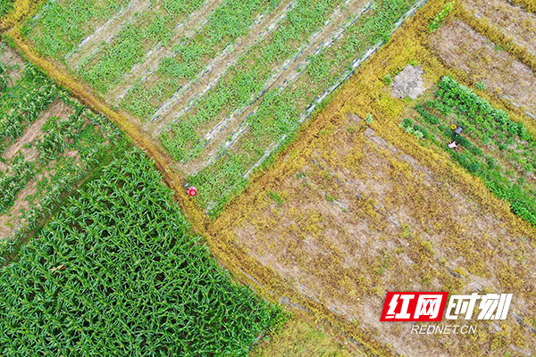 DJI_0345.jpg
