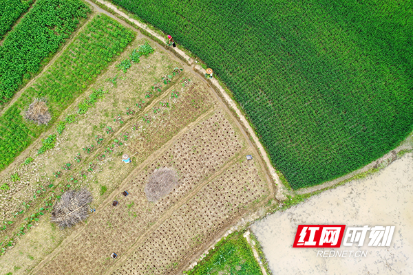 DJI_0375.jpg