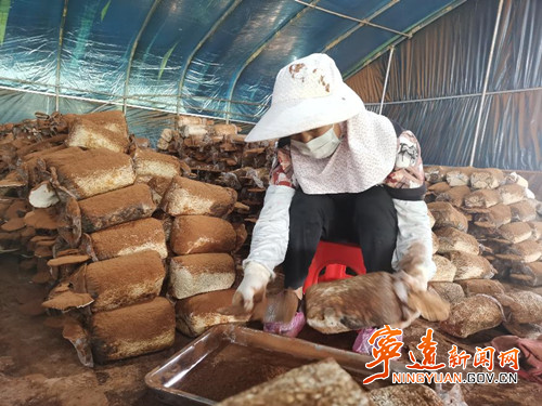 宁远县保安镇：“小灵芝”撬动大产业2_副本500.jpg