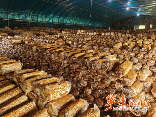 宁远县保安镇：“小灵芝”撬动大产业3_副本500.jpg