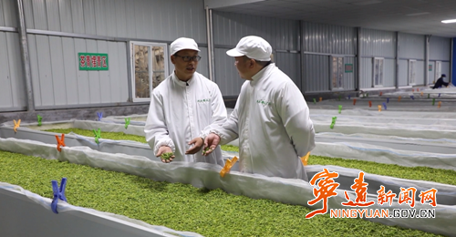 宁远：返乡创业育珍品 高山云雾茶飘香3_副本500.png