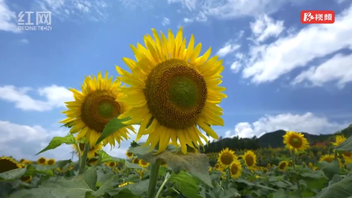 汝城：葵花朵朵向阳开 农旅融合引客来