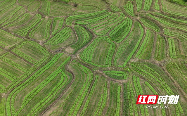 微信图片_2025-06-25_092816_786_副本_副本.png