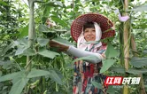 新田：蔬菜产业蓬勃发展 多点开花助力乡村振兴