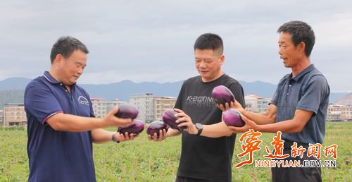 宁远：茄子喜丰收 产业促振兴2_副本500.png
