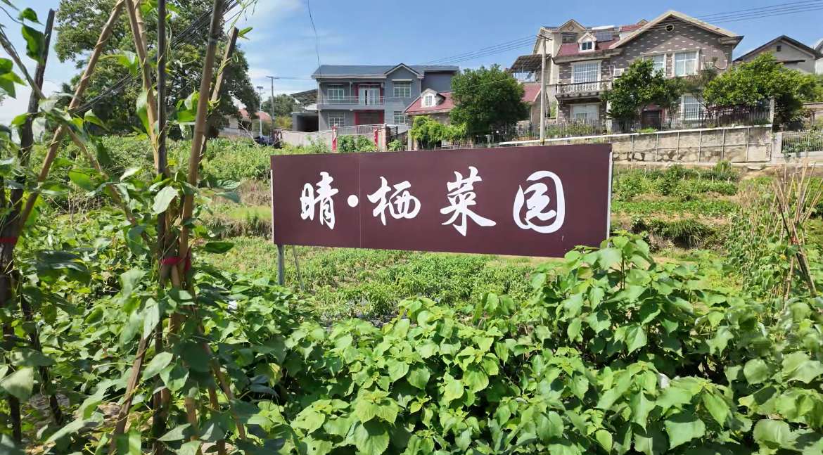 菜園一角。何佳麗攝