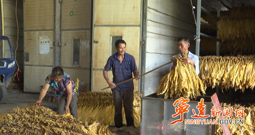 宁远冷水镇：烤烟喜获丰收 “黄金叶”铺就致富路_副本500.png