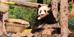 干饭丫丫又上线了