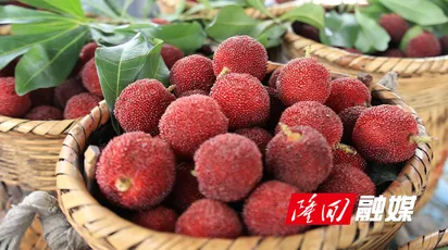 六都寨镇杨梅基地迎来采摘旺季 游客与果农共享“梅”好时光