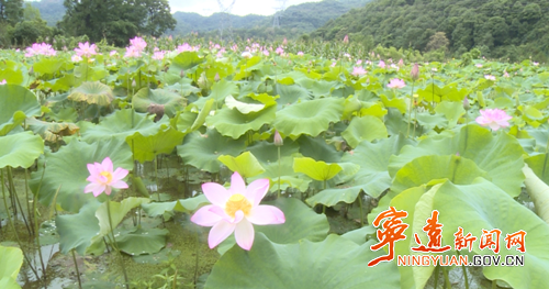 宁远清水桥镇：荷花盛开引客来_副本500.png