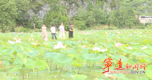 宁远清水桥镇：荷花盛开引客来2_副本500.png