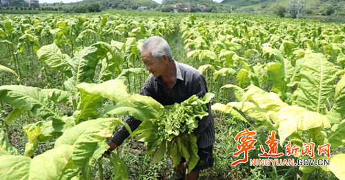 宁远保安镇：金色烟叶绘就乡村振兴新图景_副本500.png