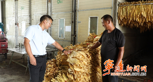 宁远保安镇：金色烟叶绘就乡村振兴新图景2_副本500.png