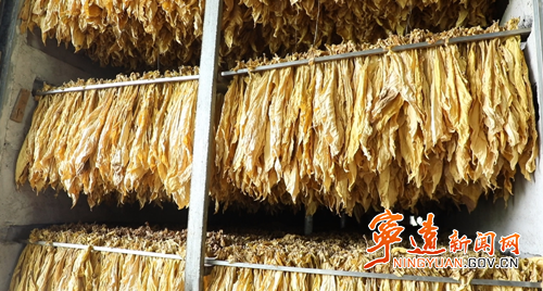 宁远保安镇：金色烟叶绘就乡村振兴新图景3_副本500.png